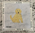 Blonde Doodle/Poodle