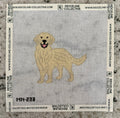 English Cream Golden Retriever