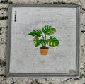 Monstera Plant