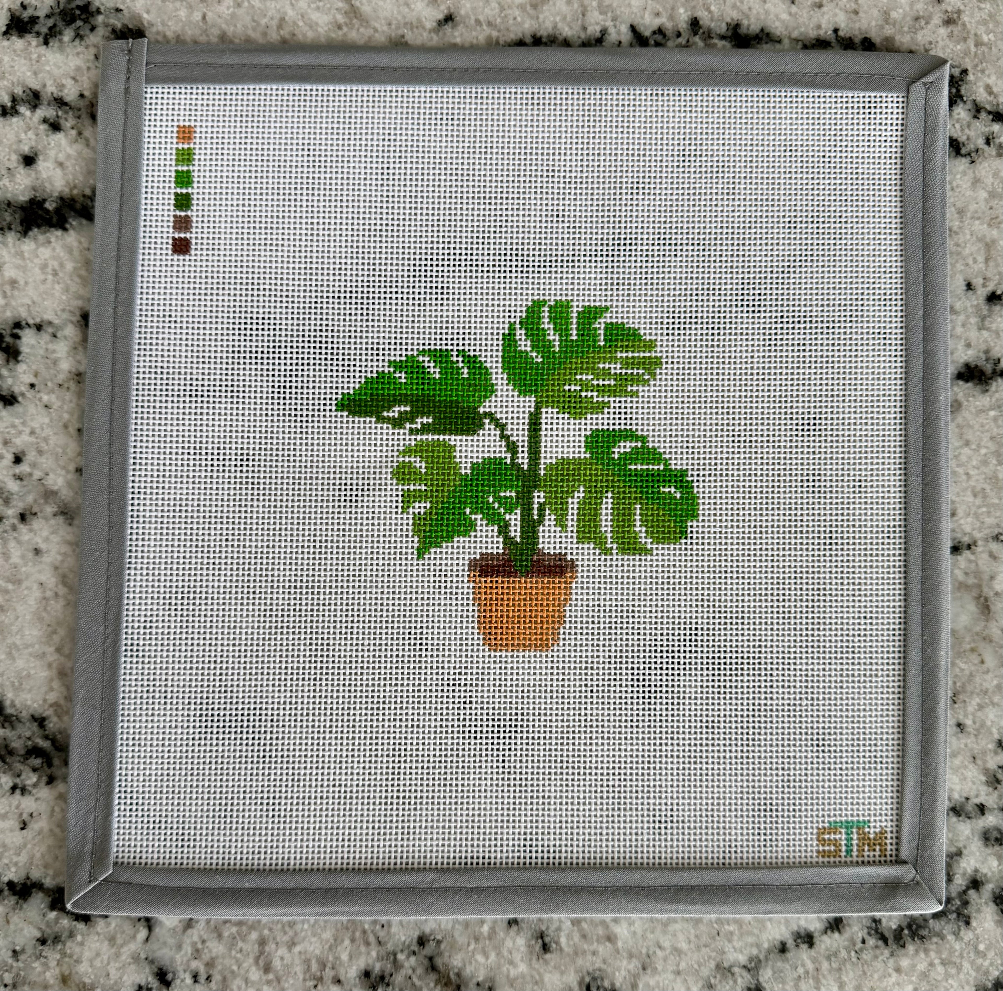 Monstera Plant