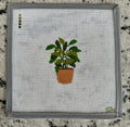 Philodendron