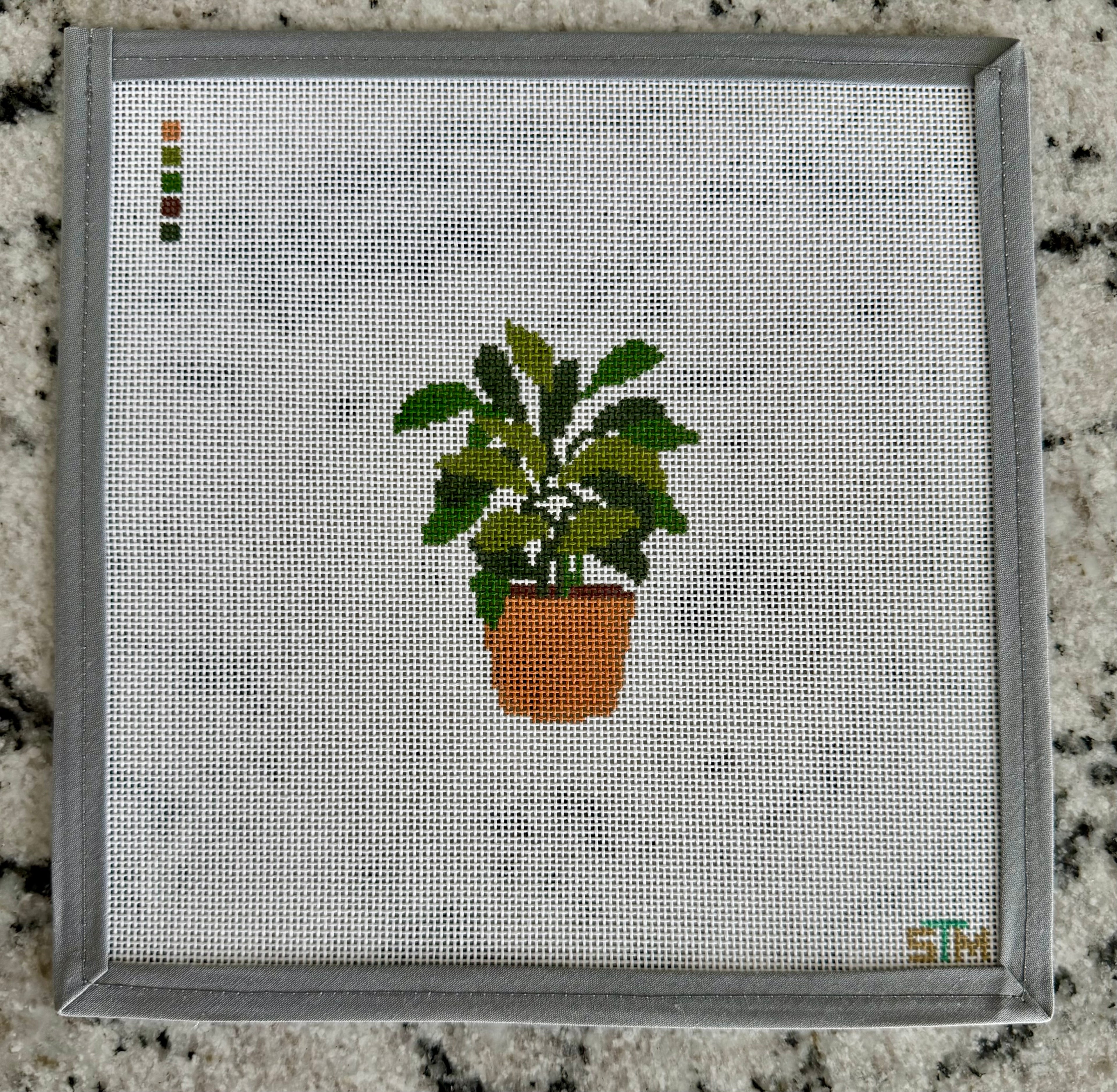 Philodendron